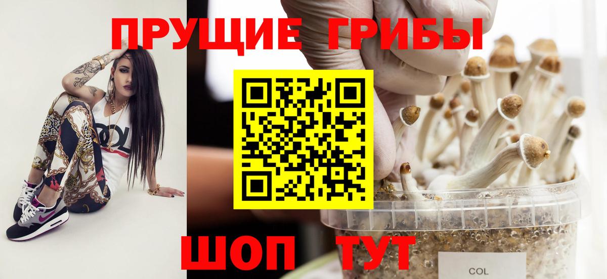 Галлюциногенные грибы Psilocybine cubensis Ленинск-Кузнецкий